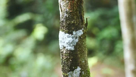 Mossy Leaf-Tailed Gecko Sit Camouflaged On Rainforest Stem During The Day Stock Footage 125348769