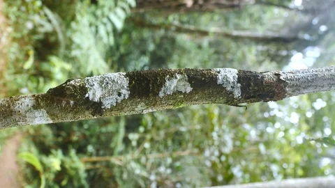 Mossy Leaf-Tailed Gecko Sit Camouflaged On Rainforest Stem During The Day Stock Footage 125348826