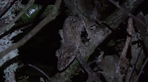 Mossy Leaf-tailed Gecko sits camouflaged in the dense undergrowth in the night Stock Footage 54205768