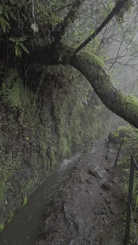 A mossy levada trail curves through misty Laurisilva forest in Rabaçal, Madeira. Stock Footage 310024572