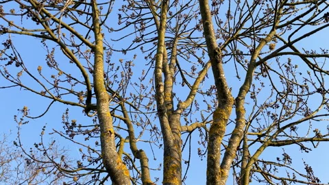 Mossy Lichen-Covered Tree Trunk and Branches Stock Footage 331637331
