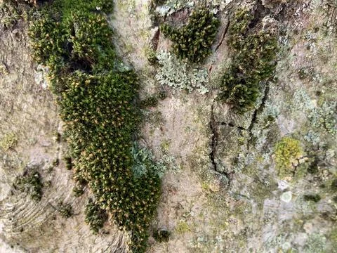 Mossy Lichen Tree bark texture color reference Stock Photos