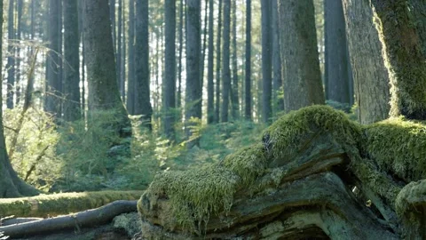 Mossy Log and Roots in Sunlit Temperate Rainforest Stock Footage 340526707