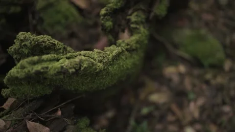 Mossy Log - Camera Spin Out Stock Footage 145887090