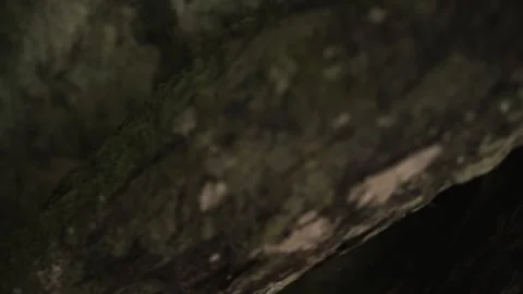 Mossy Log - Close up - Tracking shot Stock Footage 145887359