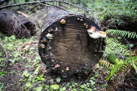 Mossy log cut with wild polypore shelf mushrooms growing on a wood ring Stock Photos