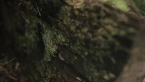 Mossy Log - Dolly In Stock Footage 145886821