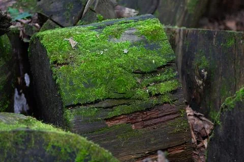 Mossy Log End In A Forest Setting Stock Photos