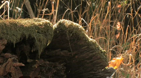 Mossy Log Video stock 612401