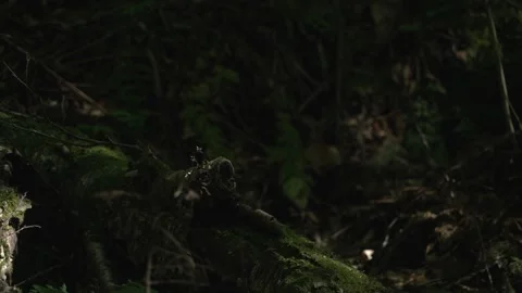 Mossy log Stockbeeldmateriaal 171341994