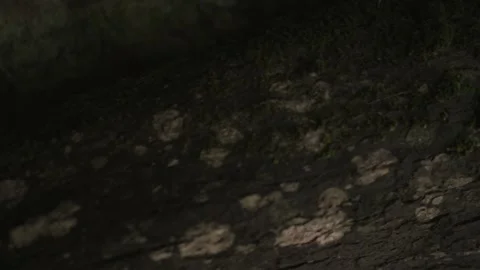 Mossy Log in Mountain Forest - Close up - Crane Left and rotate Stock Footage 145886363