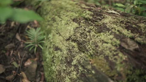 Mossy Log in Mountain Forest - Close up - Dolly forward Stock Footage 145886383