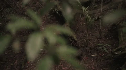 Mossy log in Mountain Forest - Crane down Stock Footage 145886456