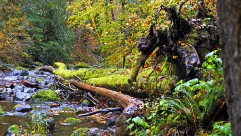 Mossy log over a forest stream in autumn with fallen leaves. Stock Footage 332143218