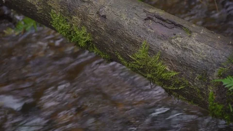 Mossy Log Over Running Stream Stock Footage 95563575
