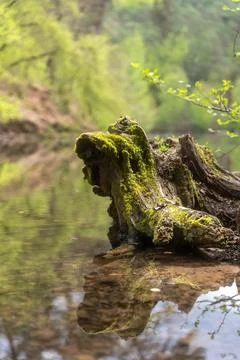 Mossy Log Reflection in Calm Forest Water Nature Detail Stock Photos