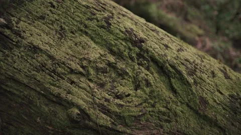 Mossy Logs in Mountain Forest - Pan right Tilt down Stock Footage 145887501