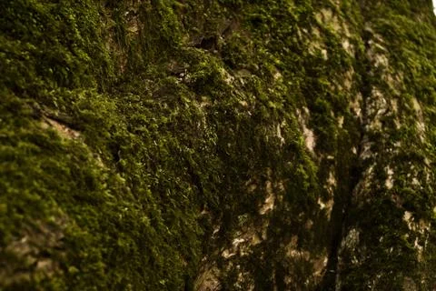 Mossy looking tree Stock Photos