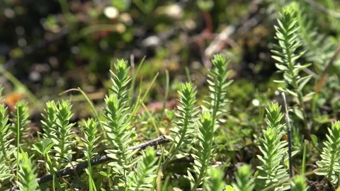 Mossy mixed grass and bush surface forming dense green ground cover in damp Video stock 339339602