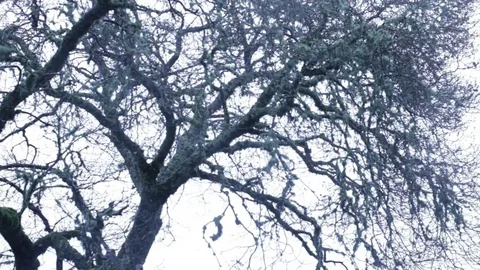 Mossy Mountain Tree in Rain Stock Footage 82447154