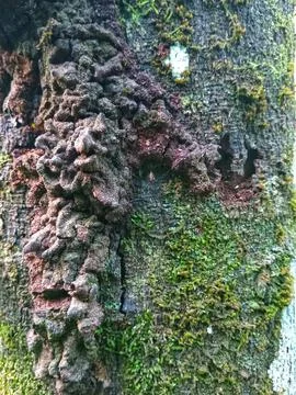 Mossy nutmeg tree Stock Photos