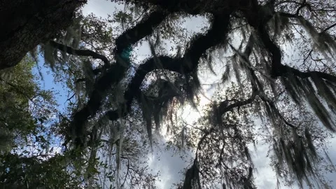 Mossy Oak and Sky Video stock 178190635