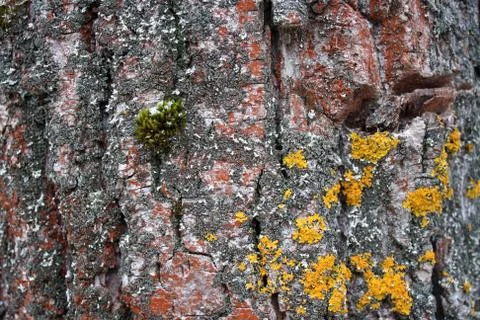 Mossy oak bark close-up Stock Photos