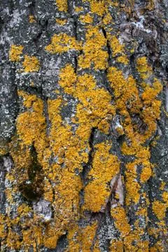 Mossy oak bark close-up Stock Photos