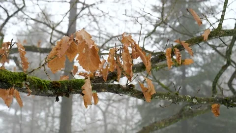 Mossy oak branch with last year's dried leaves. Video stock 148964545