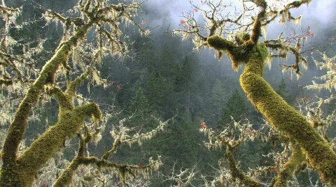 Mossy Oak Branches in Mist 스톡 동영상 305363