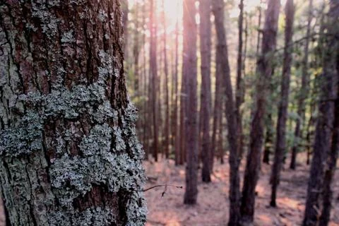 Mossy oak forest Stock Photos