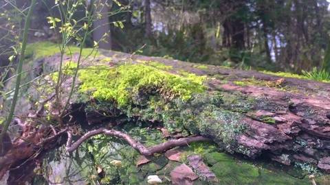 Mossy Oak Log Stock Footage 75211517