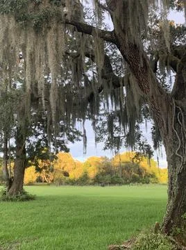 Mossy Oak Foto stock
