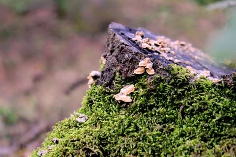 Mossy oak stump Stock Photos