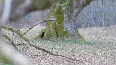 Mossy Oak Tree Stock-Footage 98446266