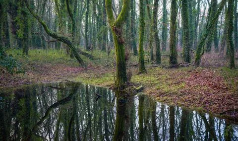 Mossy oak trunks are reflected in a pond in the middle of a forest Stock Photos