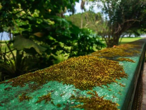 Mossy Old Bridge Stock Photos