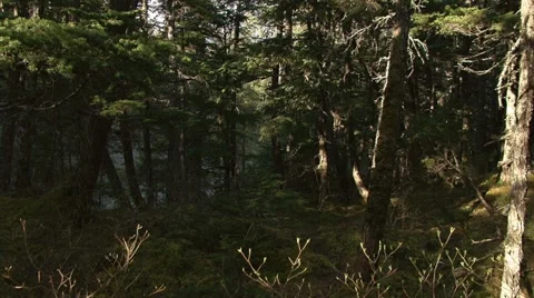 Mossy Old Forest Deep Woods Alaska - tilt Stock-Footage 12466557