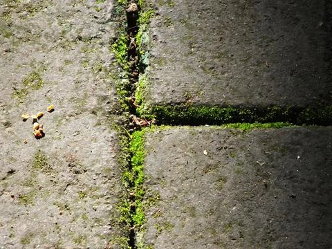 Mossy old paving block surface. Stock Photos