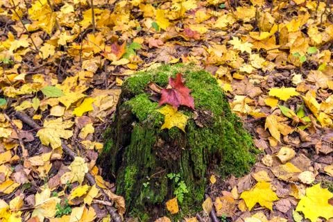 Mossy old tree stump with colorful red and yellow maple leaves. Stock Photos