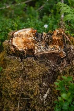 Mossy old tree stump in forest Stock Photos