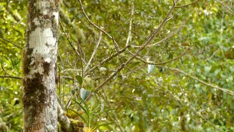 Mossy overgrowth on tree in tropical setting for blackburnian warbler Stock Footage 126807635