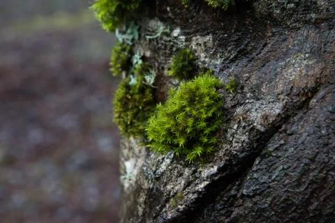 Mossy patch on tree Stock Photos