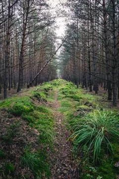 Mossy path through a serene pine forest landscape Stock-Fotos
