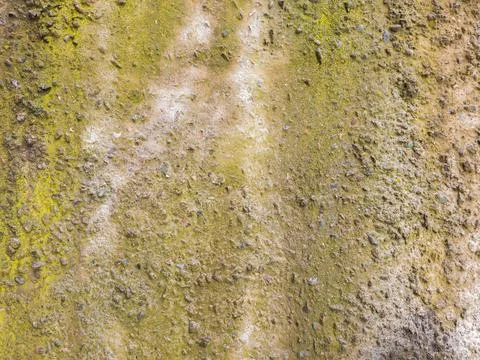 Mossy pebble wall texture, damp aggregate surface with green algae Stock Photos