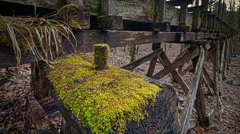 Mossy Stock Photos