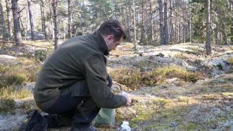 Mossy Pine Forest Floor with Sunlight and Rocks 库存影片 333581754