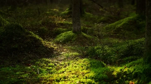 Mossy pine forest Stock Footage 96922437