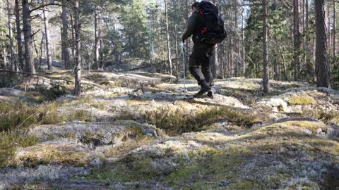 Mossy Pine Forest Landscape with Rocky Ground Vidéo 333581536