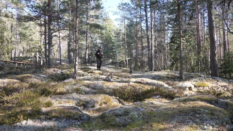 Mossy Pine Forest Landscape with Rocky Ground Vídeo Stock 333581658